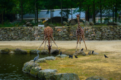 Artis City Zoo